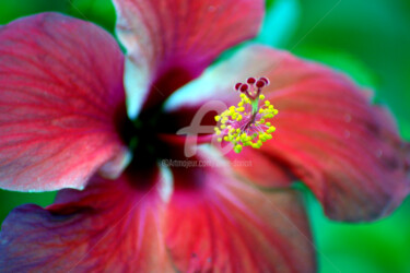 Sensuelle hibiscus