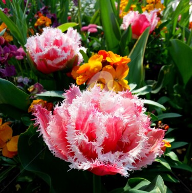 Tulipe frangée et giroflée